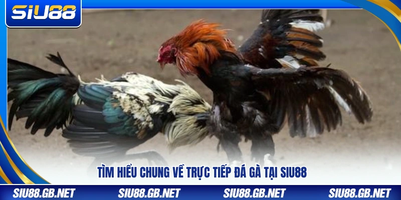 Khái quát thông tin về đá gà trực tuyến tại Siu88